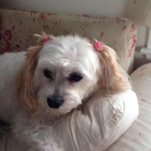 Meet your Posher, Fabiola